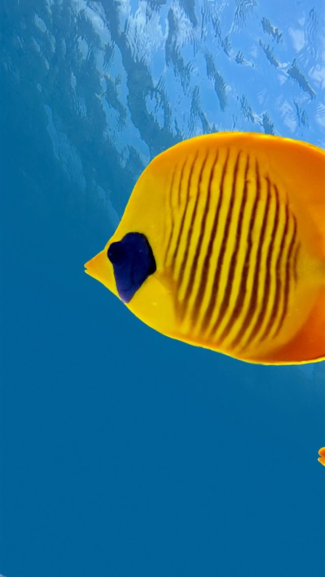 1284x2778 Fish 5k 4k 8k diving tourism Cocos Island Costa Ri... - australia iPhone Wallpaper