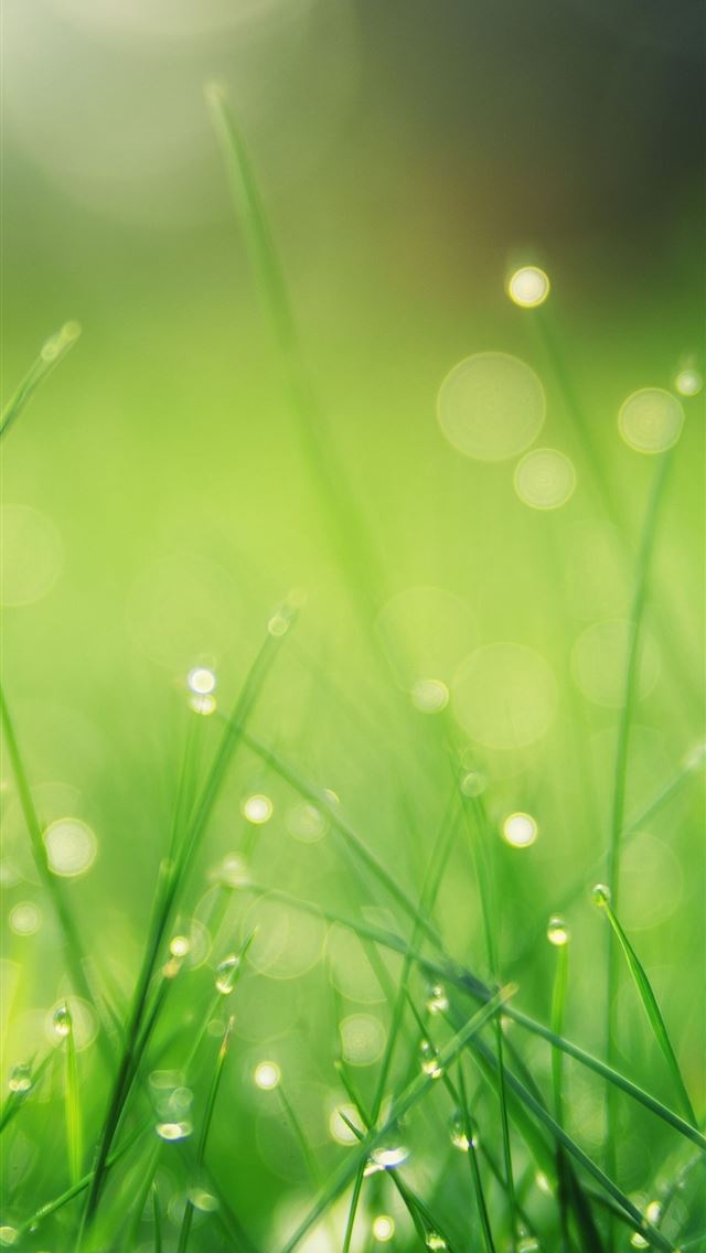 1284x2778 Grass bokeh green close up - grass iPhone Wallpaper