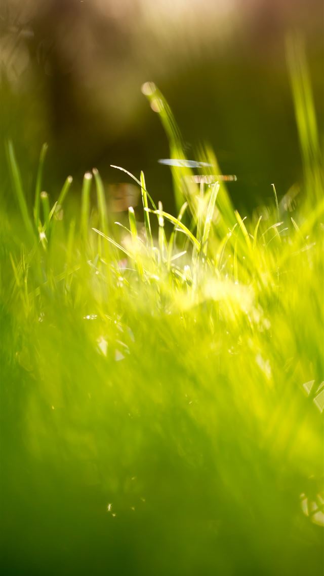 640x1136 12 Beautiful Green Grass Field HD -  iPhone Wallpaper