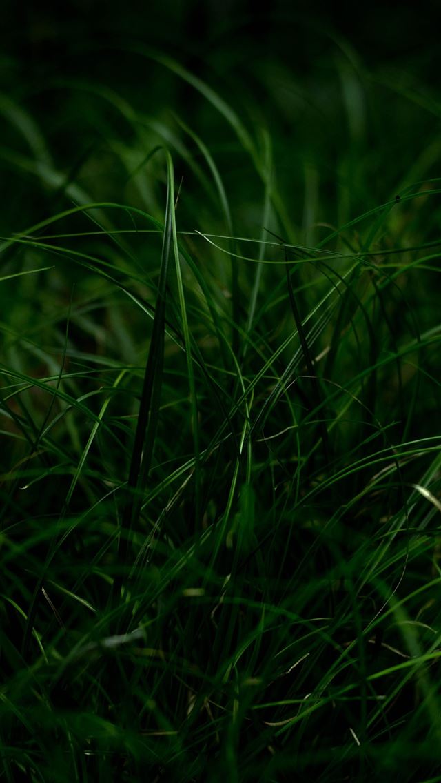 1284x2778 Green Grass 53 - grass iPhone Wallpaper