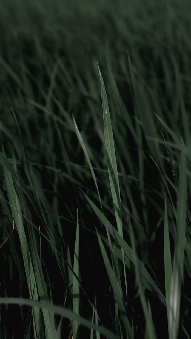 1284x2778 Green Grass 73 - grass iPhone Wallpaper