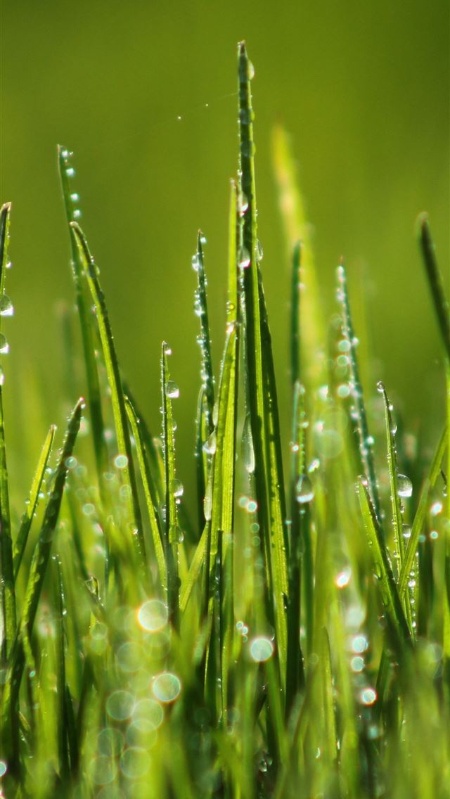 1284x2778 Green grass 4k HD 8k field dew Nature - grass iPhone Wallpaper