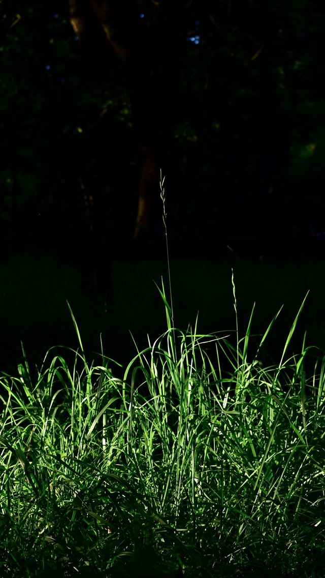 1284x2778 nature green grass  - grass iPhone Wallpaper