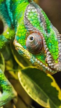 chameleon color camouflage reptile samsung galaxy ... wallpaper
