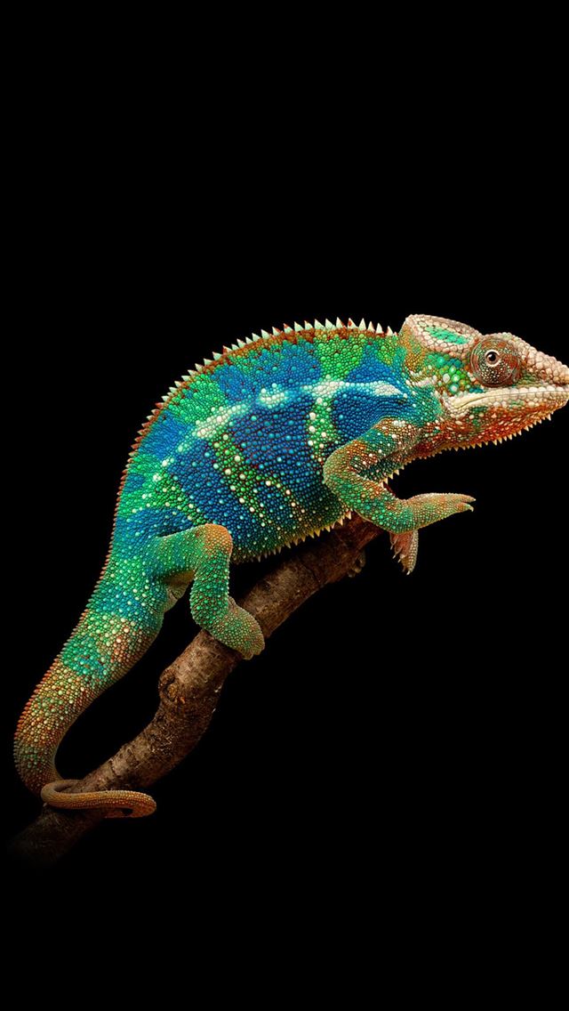 1284x2778 chameleon - chameleon iPhone Wallpaper