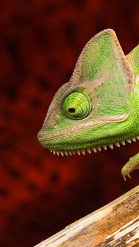 Chameleon lizard green Animals wallpaper