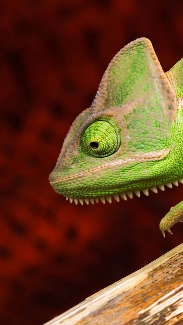 1284x2778 Chameleon lizard green Animals - chameleon iPhone Wallpaper