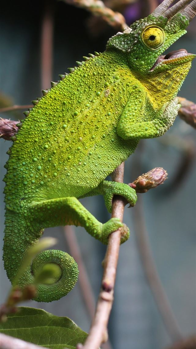 1284x2778 Chameleon Green Lizard Reptile Tree for Samsung Ga... - chameleon iPhone Wallpaper