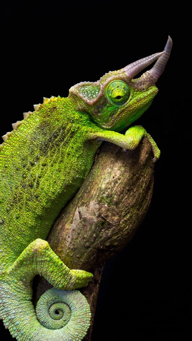 1125x2436 Unique Chameleon Changing Colour Free - chameleon iPhone Wallpaper