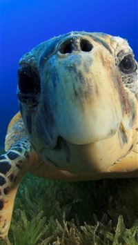 Hawksbill Sea Turtle Bahamas Atlantic Pacific Indi... wallpaper