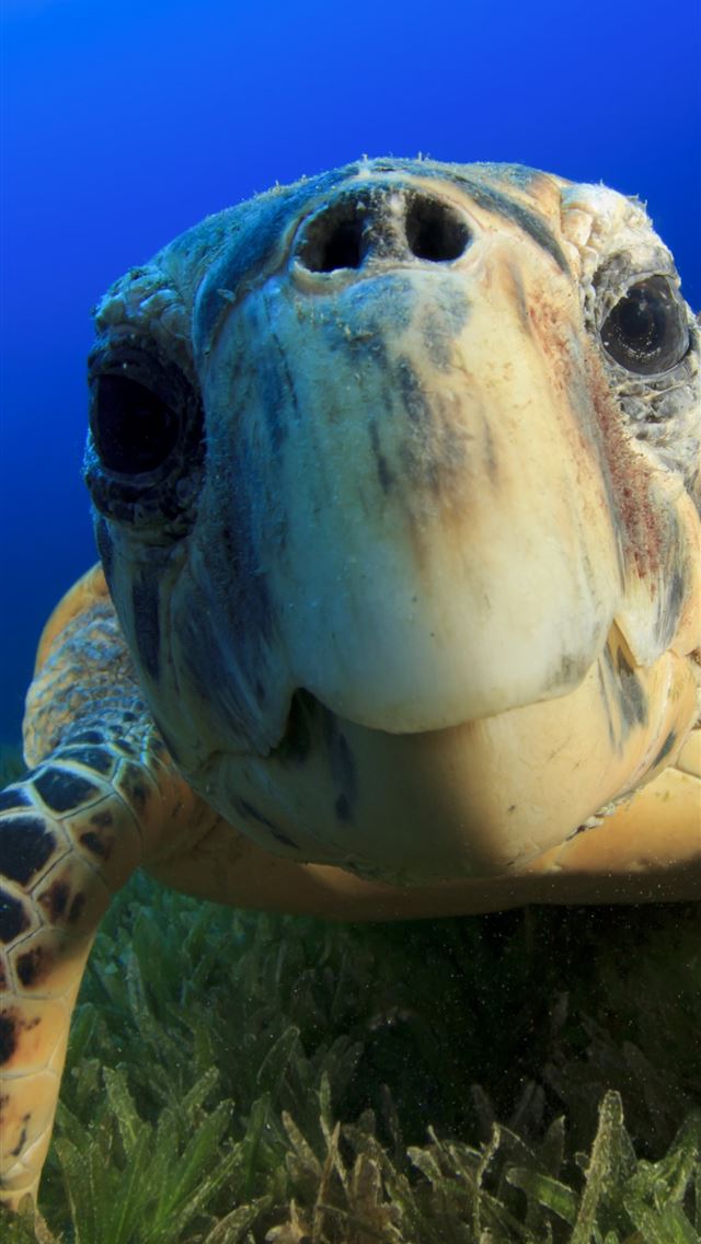 1284x2778 Hawksbill Sea Turtle Bahamas Atlantic Pacific Indi... - bahamas iPhone Wallpaper