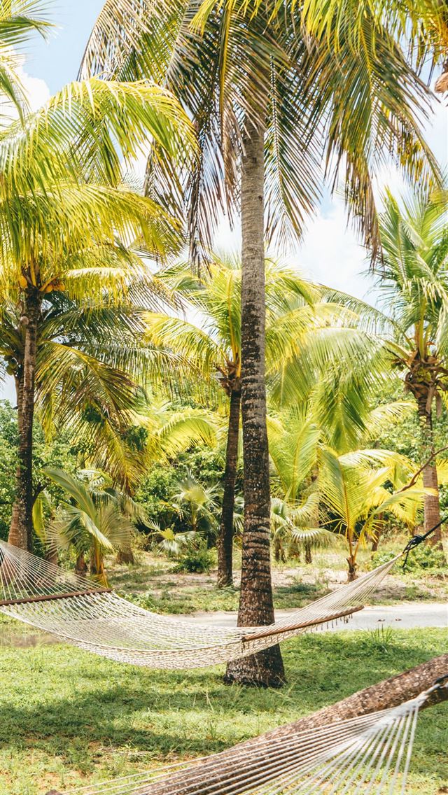 1284x2778 palm trees hammocks tropics summer bahamas samsung... - bahamas iPhone Wallpaper