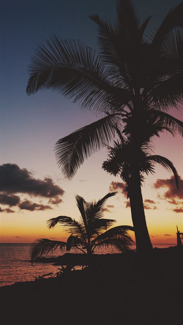 1284x2778 Banco de imagens árvore horizonte silhueta nascer... - palmeiras iPhone Wallpaper