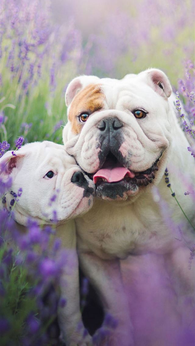 1284x2778 Bulldogs Top Free Bulldogs Access - bulldogs iPhone Wallpaper