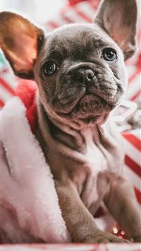 Christmas French Bulldogs Cave iPhone wallpaper