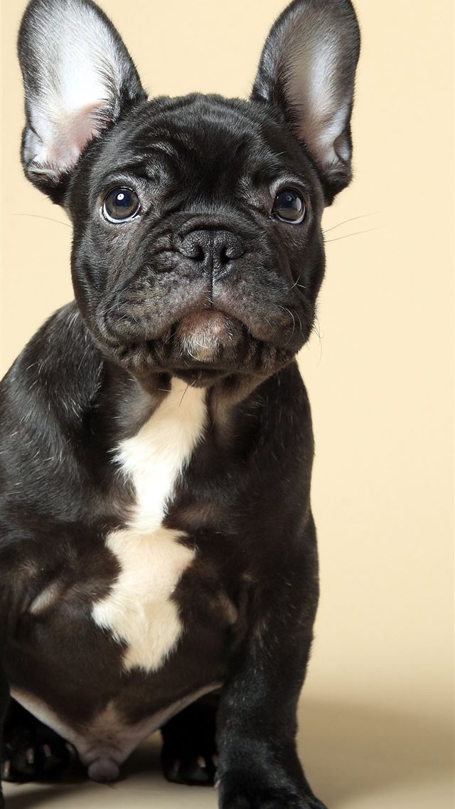 1284x2778 bulldogs - bulldogs iPhone Wallpaper