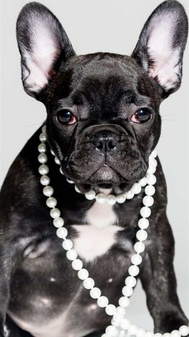 1284x2778 bulldogs - bulldogs iPhone Wallpaper