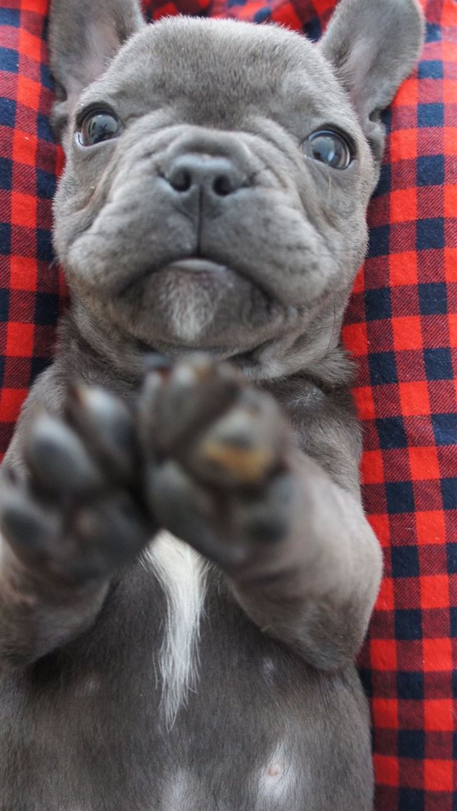 1284x2778 bulldogs - bulldogs iPhone Wallpaper