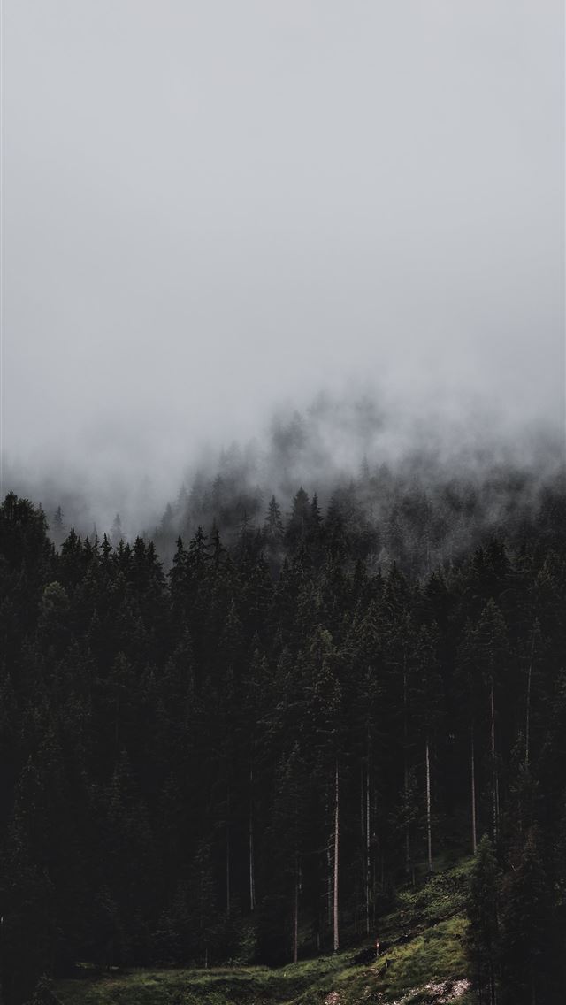 1284x2778 forest fog nature trees pines hd background - fog iPhone Wallpaper