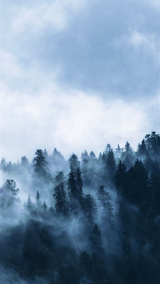 1284x2778 fog misty day forest horizon samsung galaxy s8 sam... - fog iPhone Wallpaper