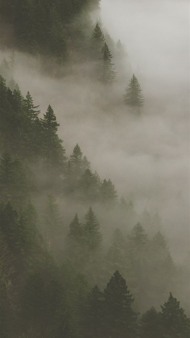 1284x2778 forest fog smoke trees hd background - fog iPhone Wallpaper