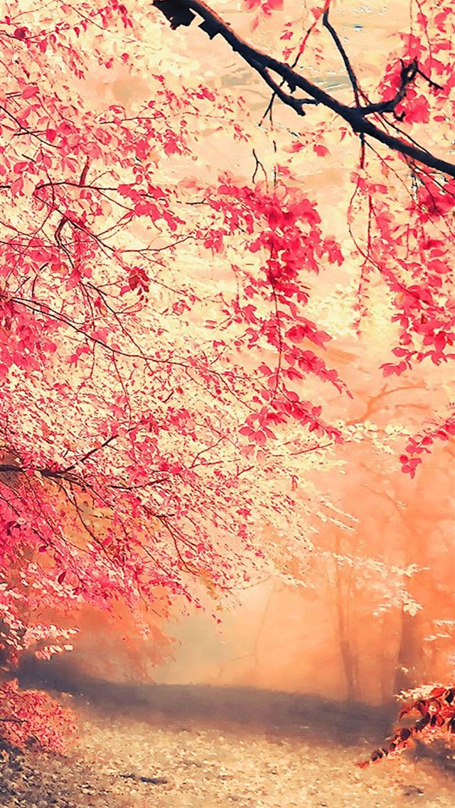 1284x2778 Fall Fog on Dog - fog iPhone Wallpaper