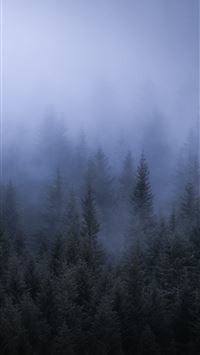 misty road-forest landscape desktop wallpaper Preview | 10wallpaper.com