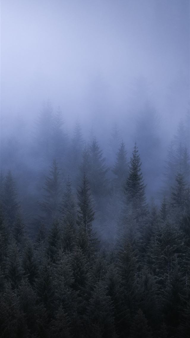 1284x2778 Fog Dark Forest Tress Landscape 5k Sony Xperia X X... - fog iPhone Wallpaper