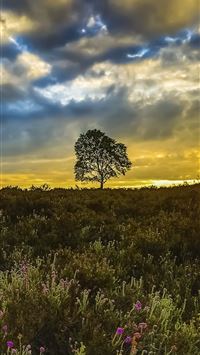 Meadows 5k 4k 8k wildflowers sunset trees clouds N... wallpaper