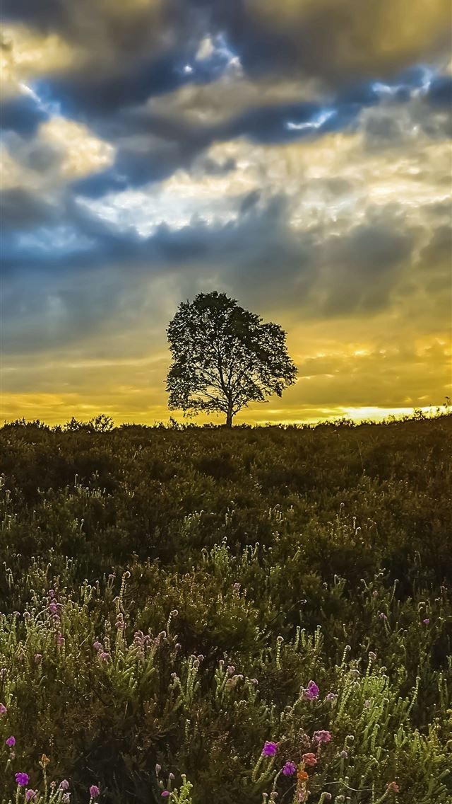 1284x2778 Meadows 5k 4k 8k wildflowers sunset trees clouds N... - meadows iPhone Wallpaper