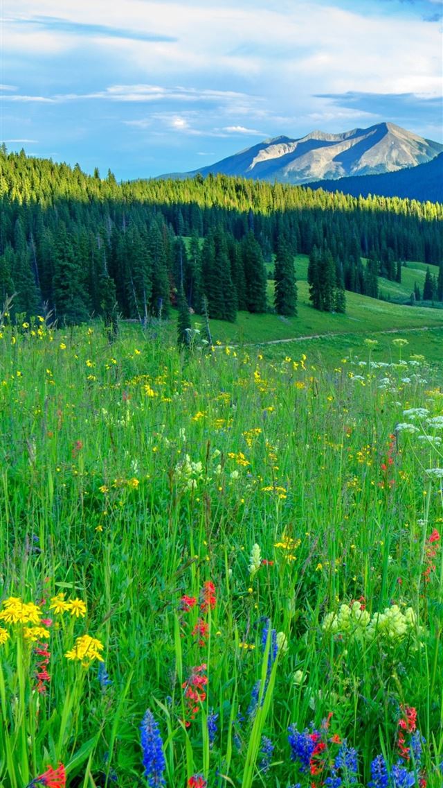1284x2778 meadows - meadows iPhone Wallpaper