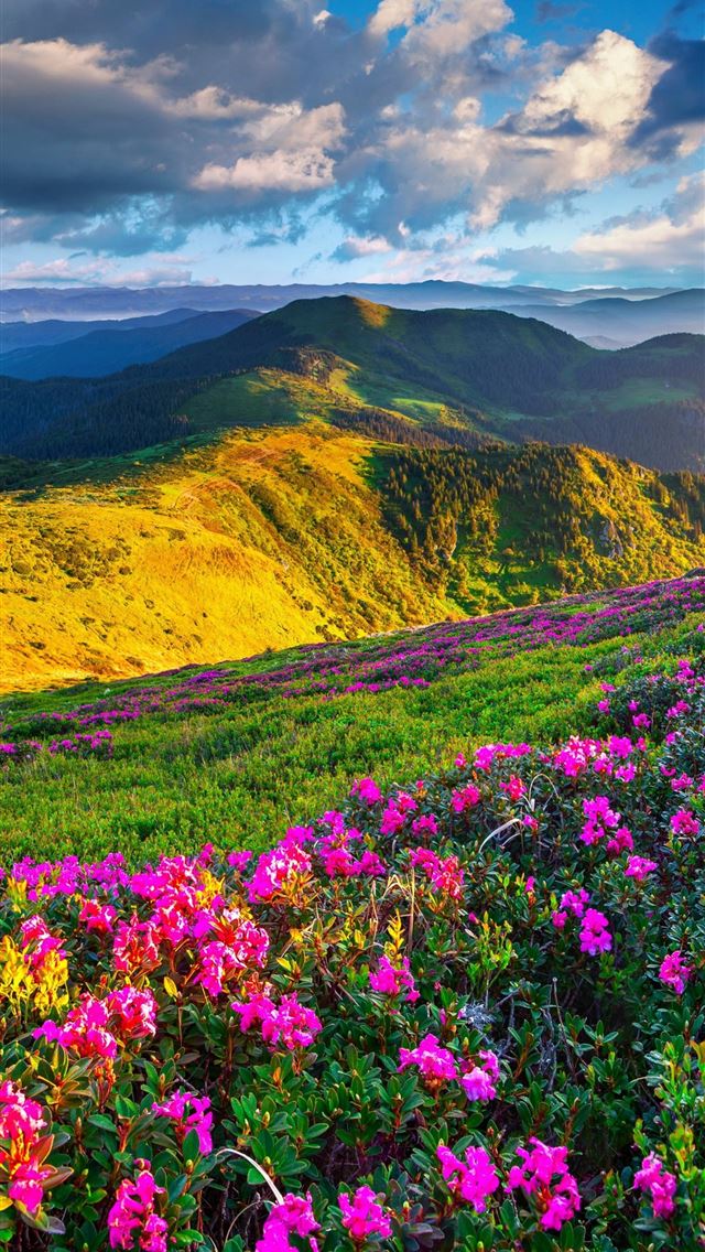 1284x2778 Slovenia 4k 5k Alps meadows azalea mountains OS Pa... - meadows iPhone Wallpaper