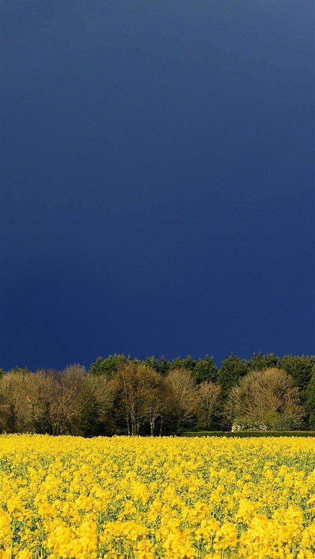 1284x2778 Meadows 5k 4k wildflowers sky clouds Nature Page 4 - meadows iPhone Wallpaper