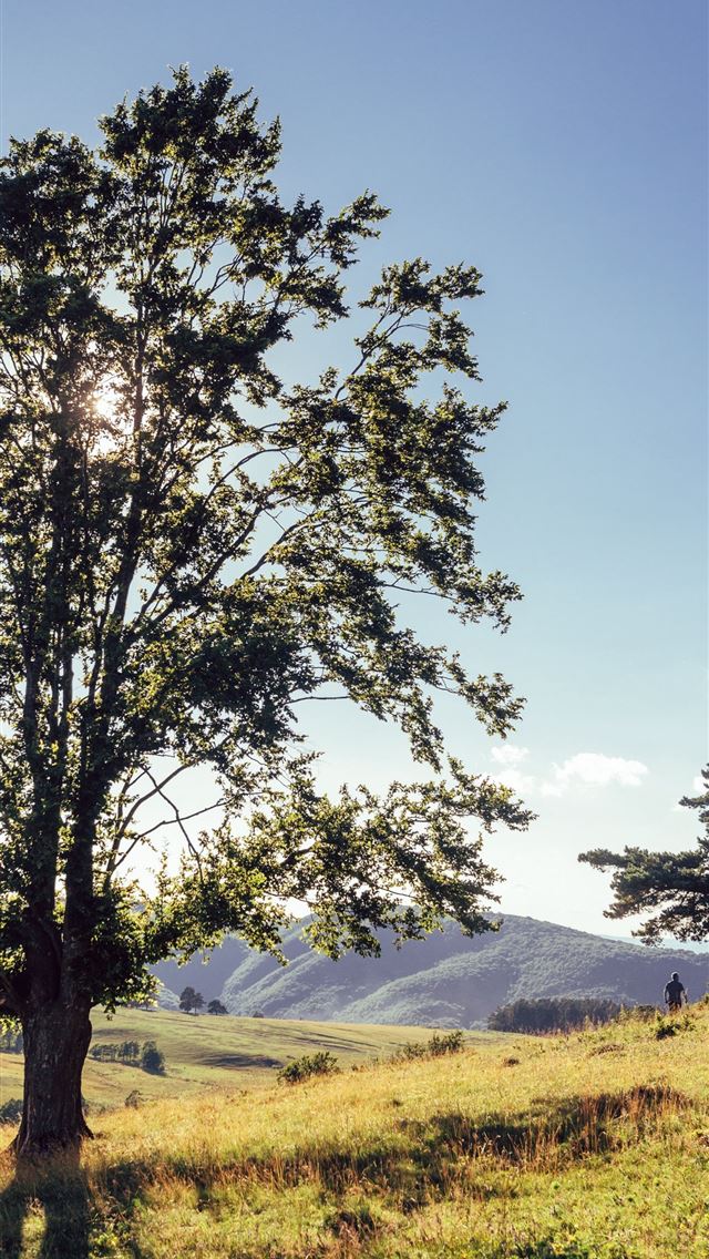 1284x2778 tree mountains meadows man sunlight landscape sams... - meadows iPhone Wallpaper