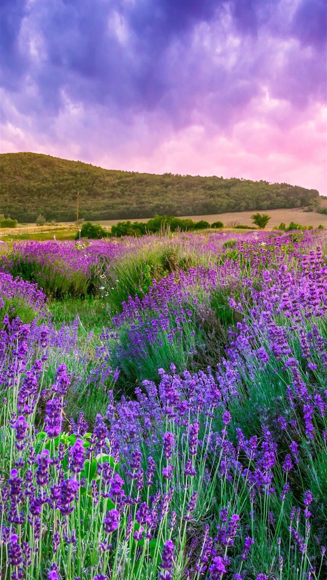 1284x2778 meadows - meadows iPhone Wallpaper