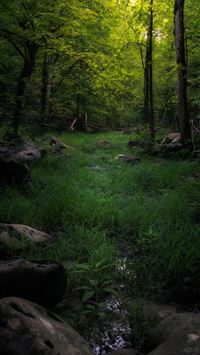 The woodlands of the Great Smoky Mountains Nationa... wallpaper