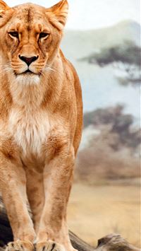 The Best Tanzania Holiday Climb Kilimanjaro and an... wallpaper