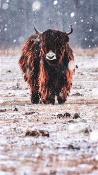 kilimanjaro wallpaper