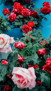 ID 202198 azerbaijan nature rose and colorful hd 4... wallpaper