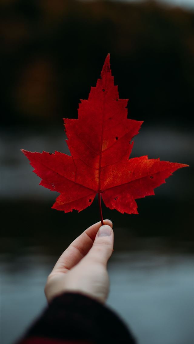 1284x2778 canada flag - canada flag iPhone Wallpaper