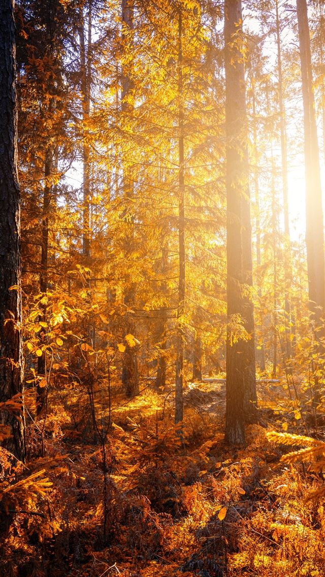 1284x2778 Beaming Sun - sun iPhone Wallpaper