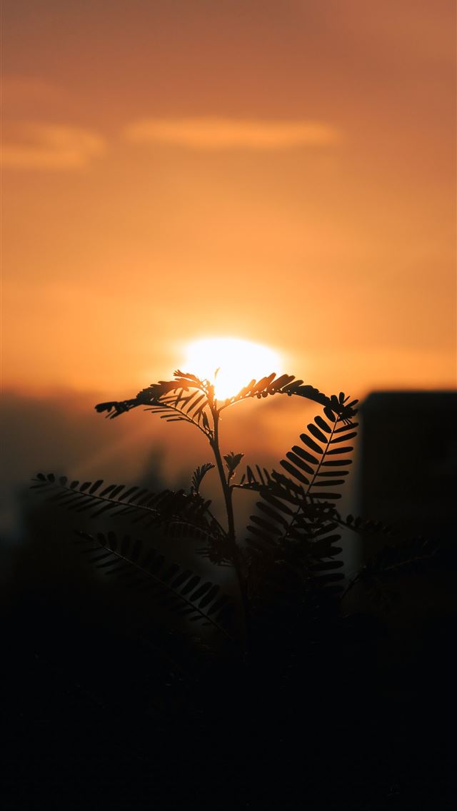 1284x2778 ethiopia - ethiopia iPhone Wallpaper