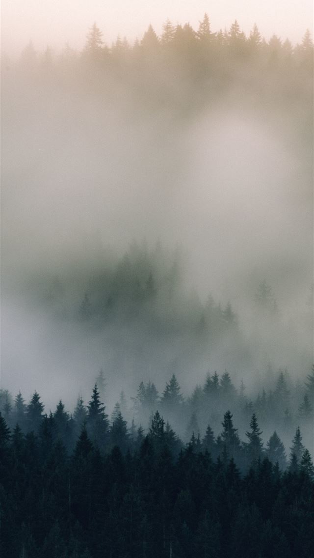 1284x2778 mist fog pine trees nature lg v30 lg g6 hd image b... - mist iPhone Wallpaper