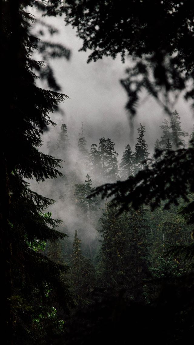 1284x2778 Outdoor mist fog forest Olympic National Park US S... - mist iPhone Wallpaper