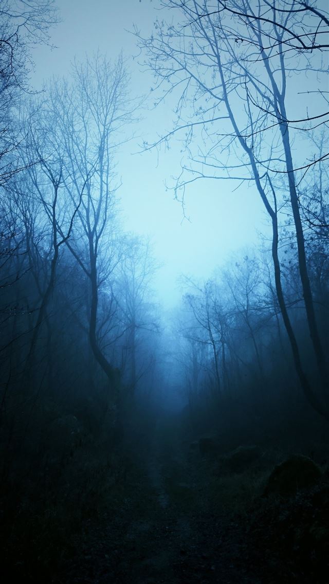 1284x2778 mist Nature Dark Blue Trees Tropical Forest Forest... - mist iPhone Wallpaper