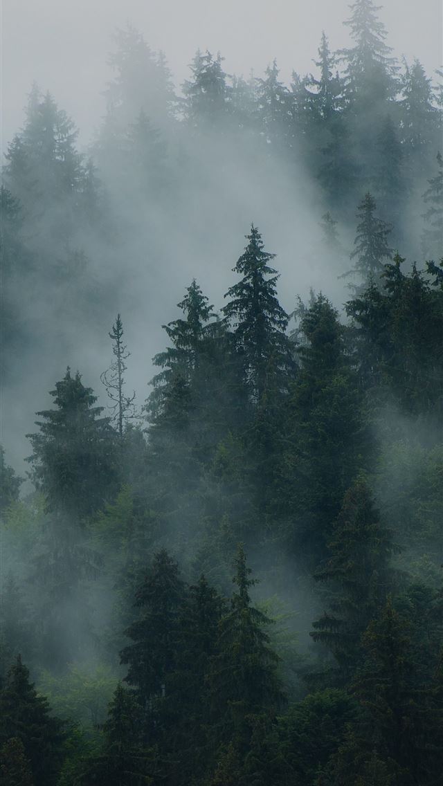 1284x2778 mist - mist iPhone Wallpaper