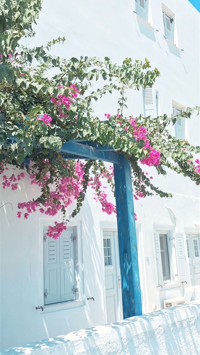1284x2778 Thira Greece pink petaled flowers A342D - greece iPhone Wallpaper