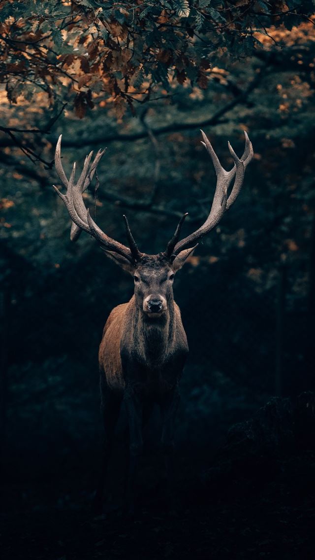1284x2778 deer - deer iPhone Wallpaper
