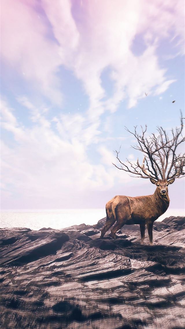 1284x2778 deer - deer iPhone Wallpaper