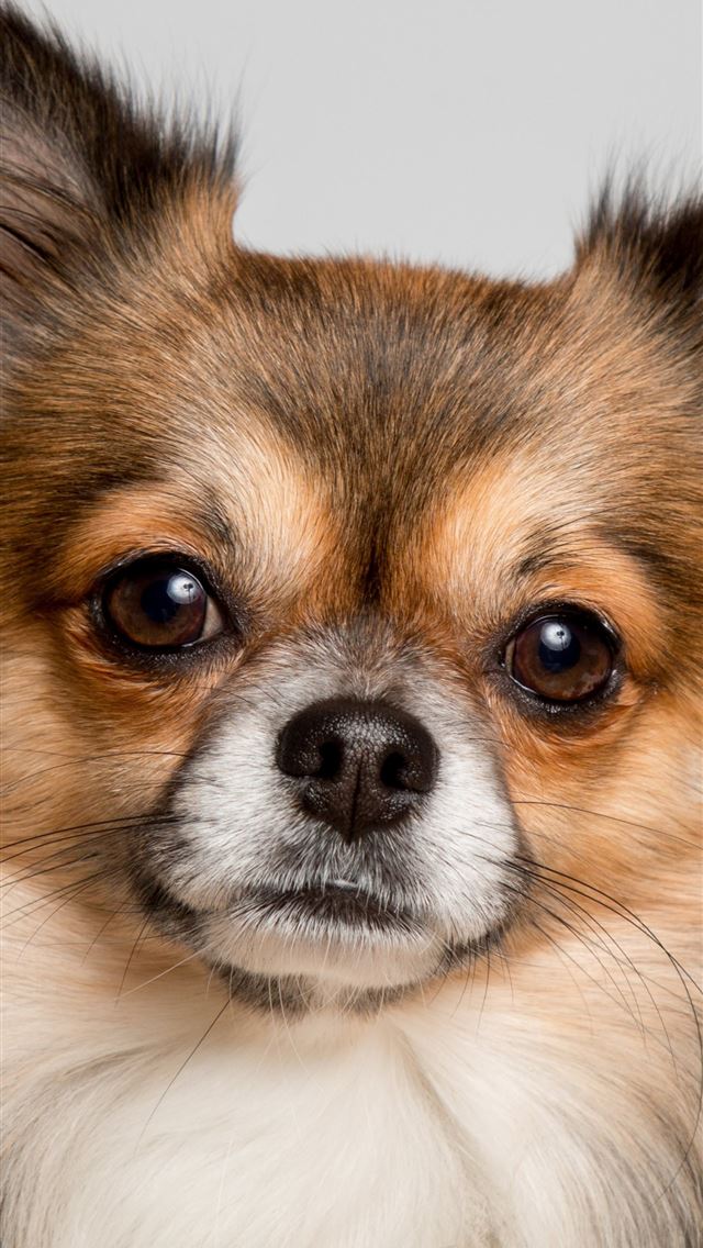 1284x2778 chihuahua - chihuahua iPhone Wallpaper